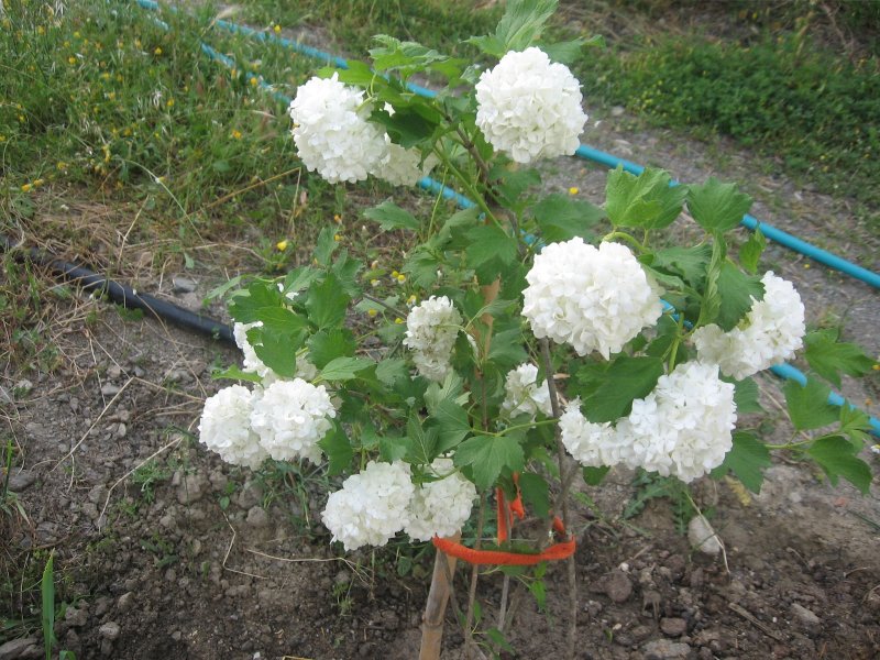 Калина бульденеж