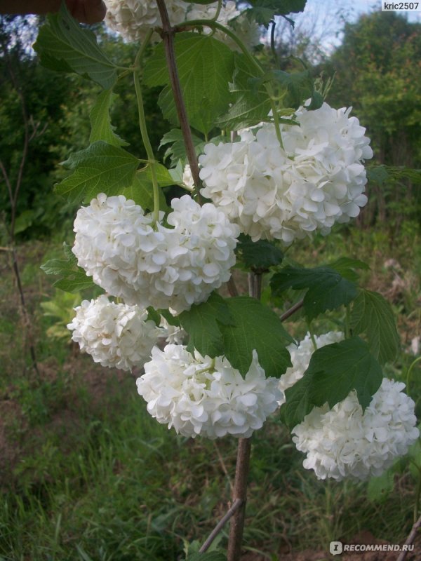Калина бульденеж