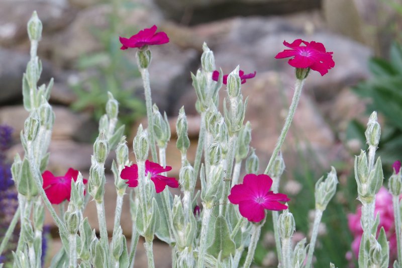 Лихнис Альпийский - Lychnis Alpina
