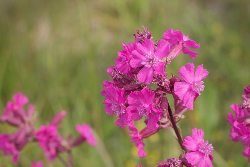 Смолка (Viscaria oculata l.)
