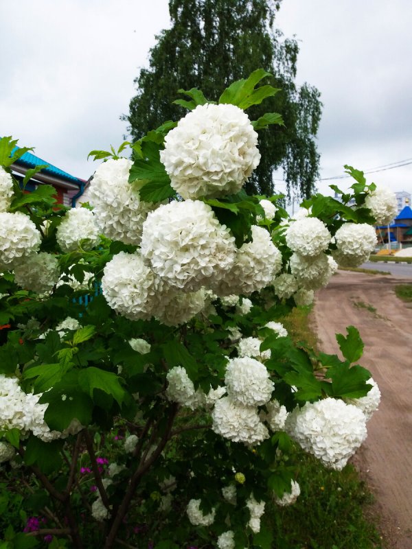 Бульденеж Калина бульденеж