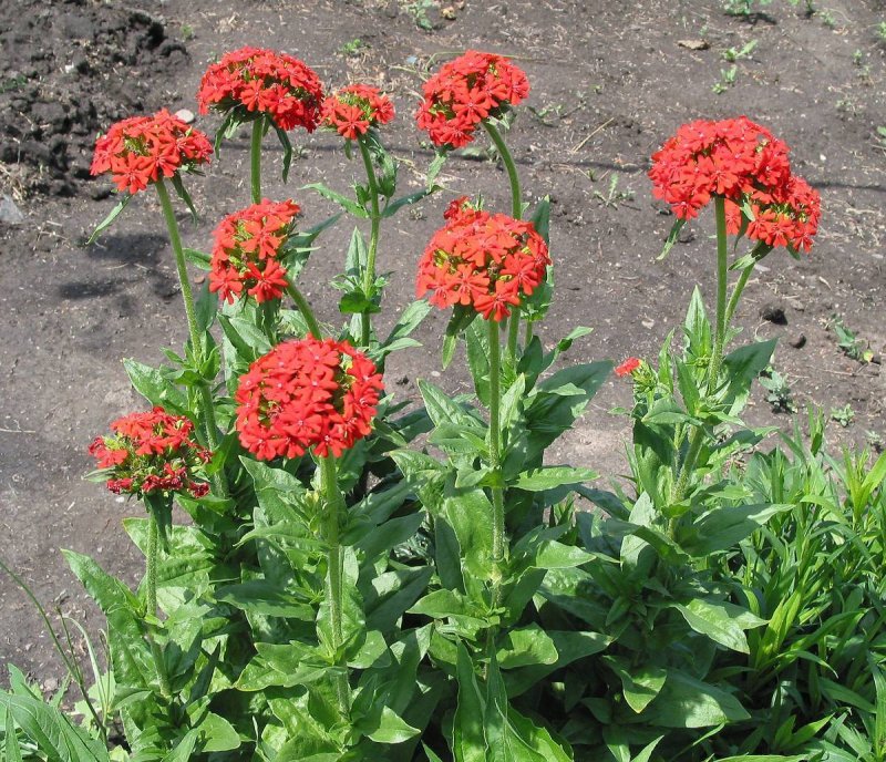 Лихнис Альпийский Пегги