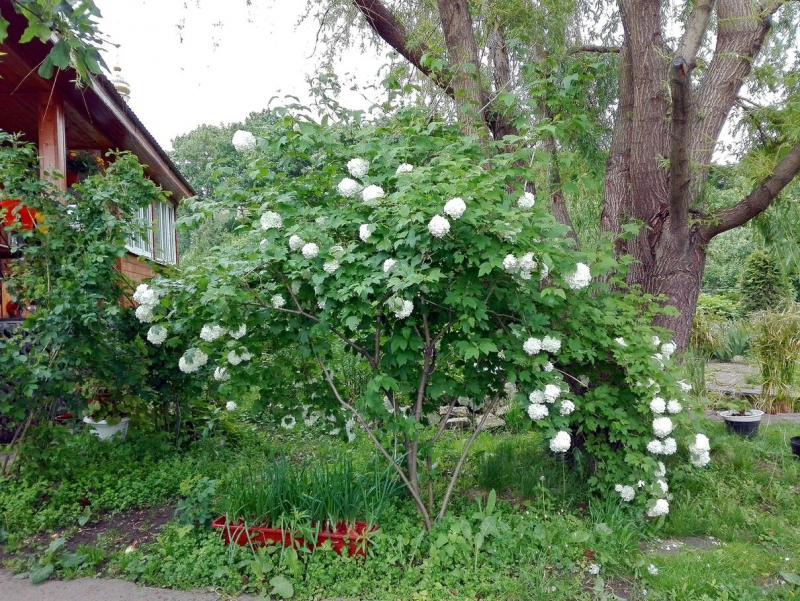 Калина бульденеж
