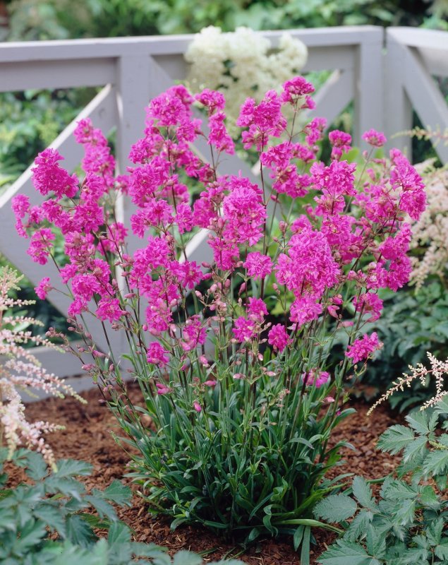 Лихнис Lychnis Viscaria