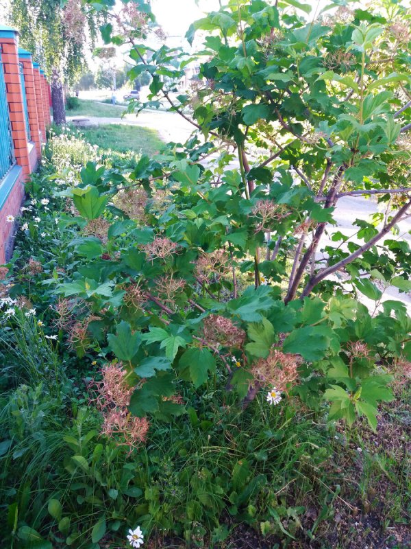 2. Бузина Буль-де-неж (Viburnum opulus f. Roseum)