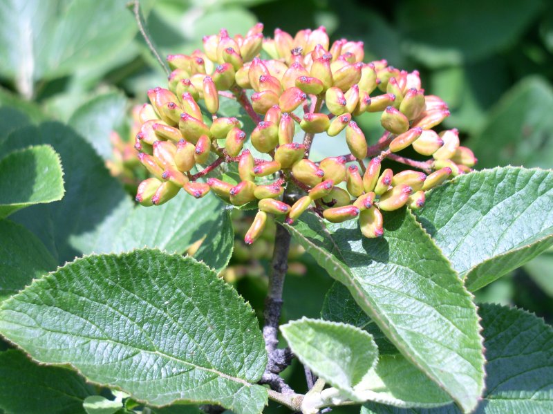 Калина гордовина Viburnum Lantana