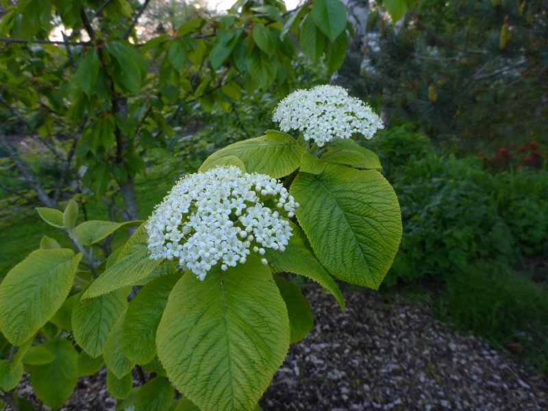 Калина гордовина Aureum