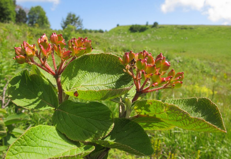 Viburnum Lantana растение