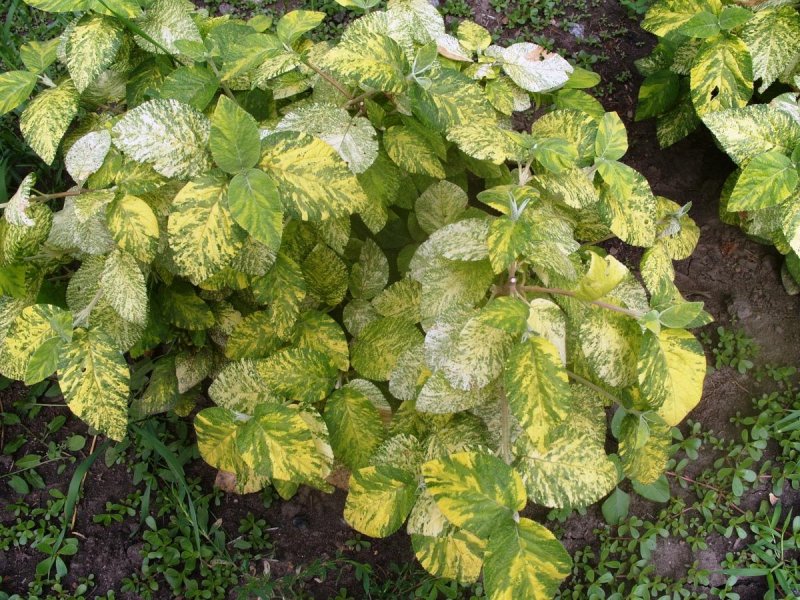 Калина гордовина Viburnum Lantana