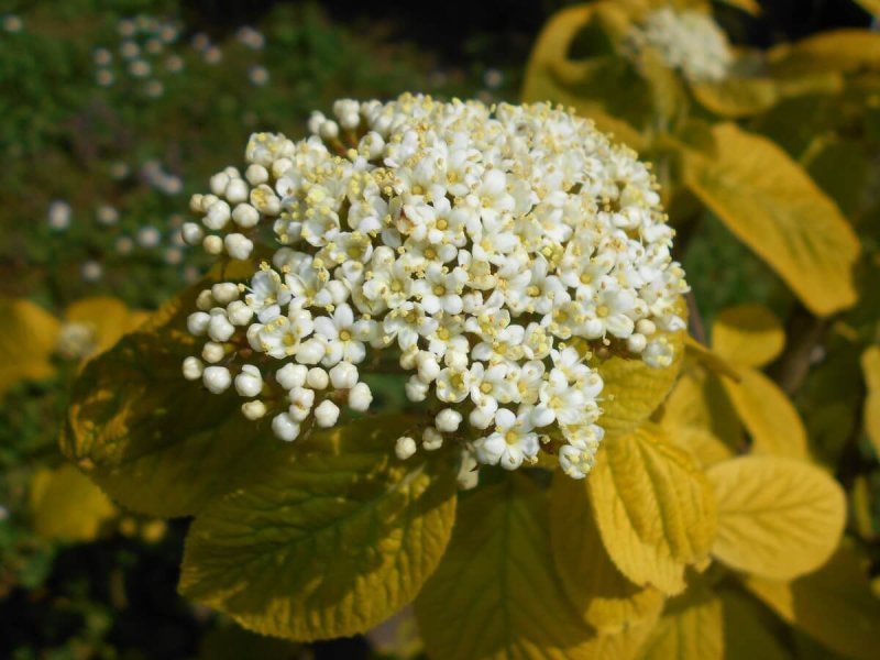 Калина гордовина Viburnum Lantana