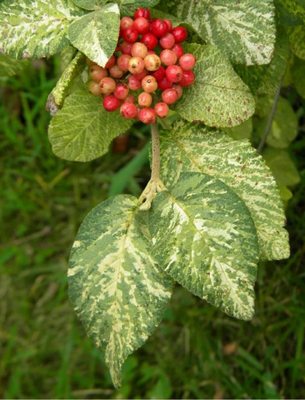 Калина гордовина Viburnum Lantana