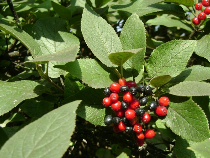 Дерен белый Ауреа Cornus Alba Aurea