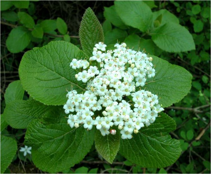 Калина Viburnum дерево