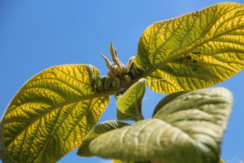 Калина гордовина Viburnum Lantana