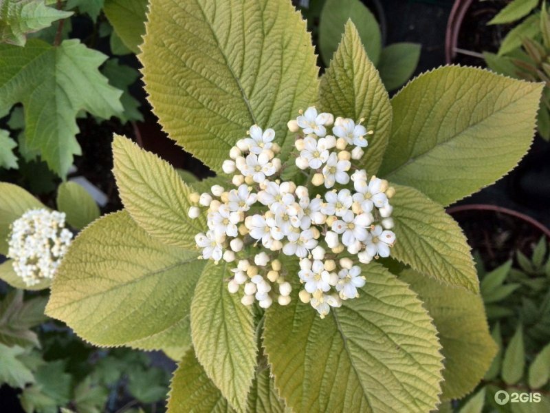 Калина гордовина Viburnum Lantana