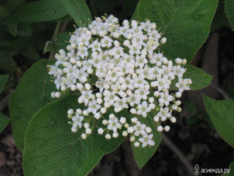 Калина гордовина куст
