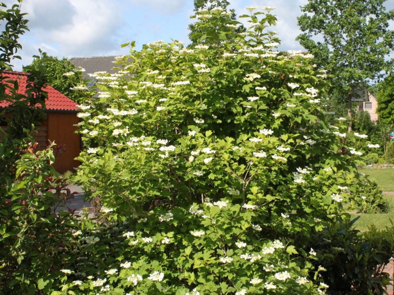 Калина морщинистолистная (Viburnum rhytidophyllum)