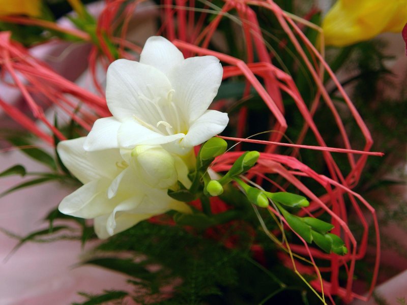 Фрезия Mixed Double Garden