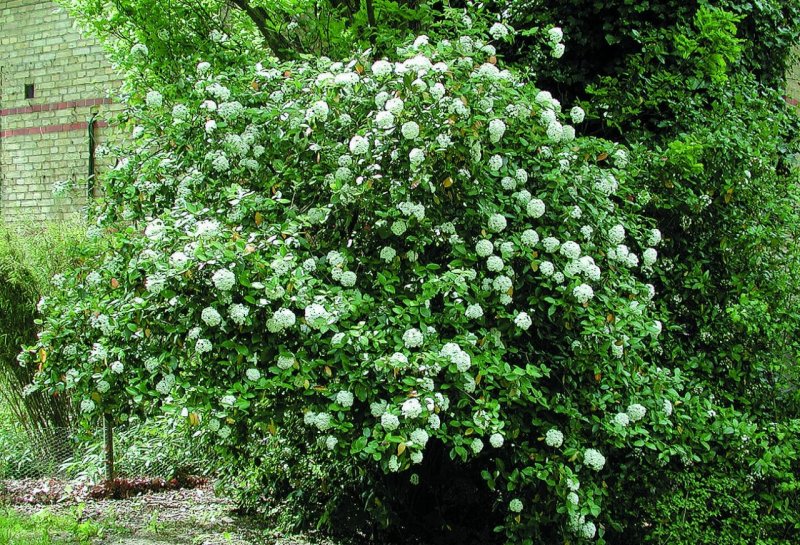 Калина морщинистолистная (Viburnum rhytidophyllum)