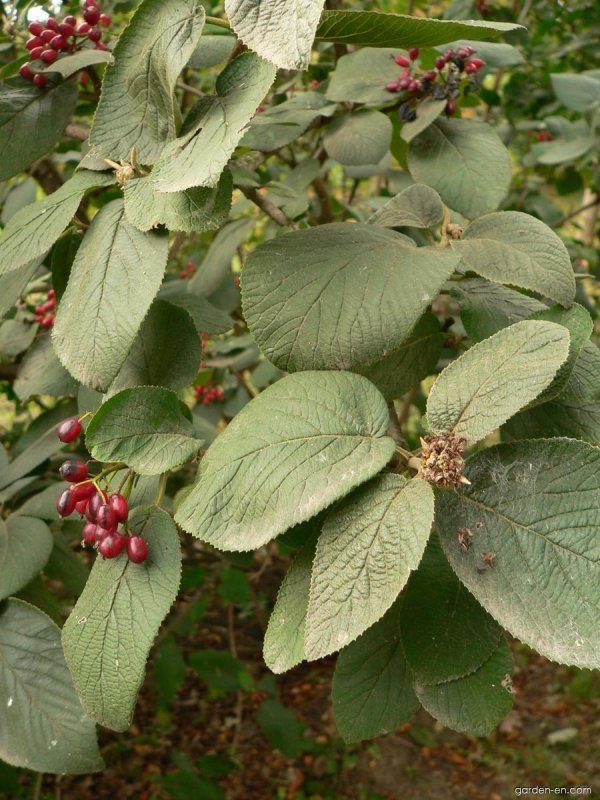 Калина гордовина Viburnum Lantana l.