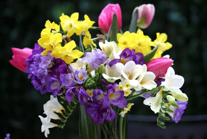 Freesia corymbosa