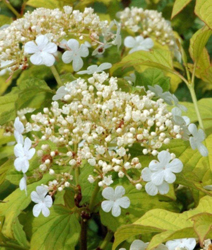 Viburnum Lantana 'Aureum'