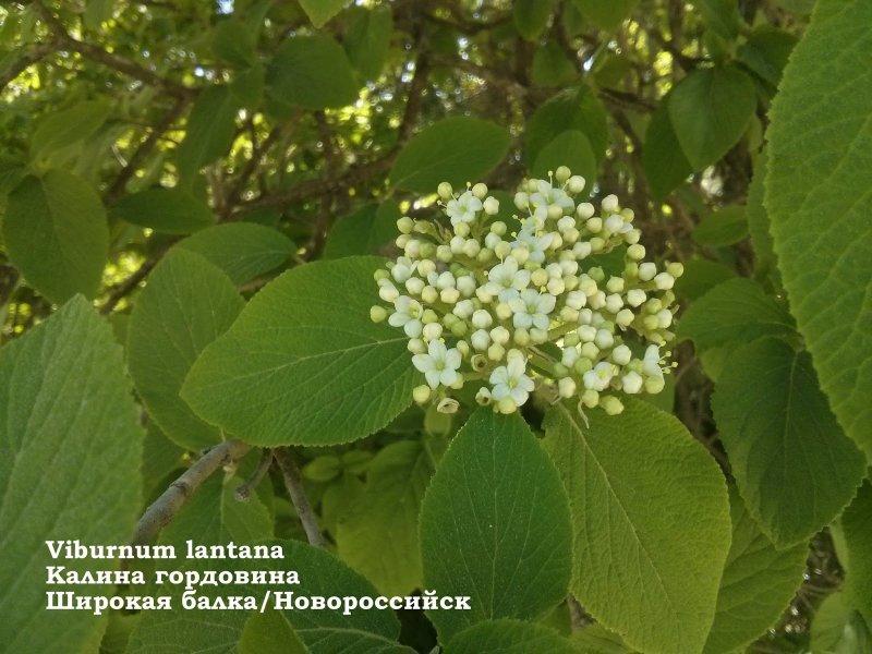 Калина гордовина с3 @#$