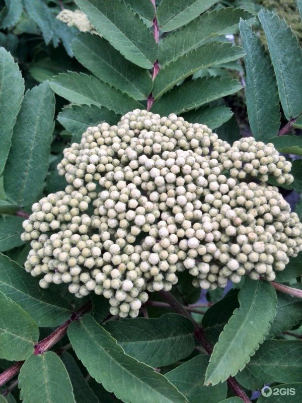 Калина гордовина Viburnum Lantana
