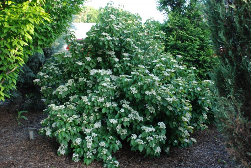 Калина гордовина канадская Viburnum lentago