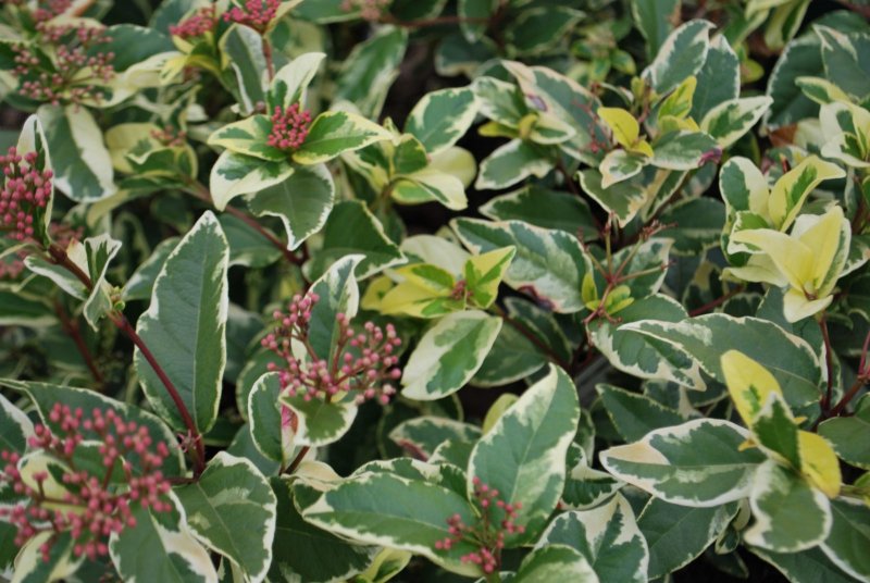Viburnum Lantana
