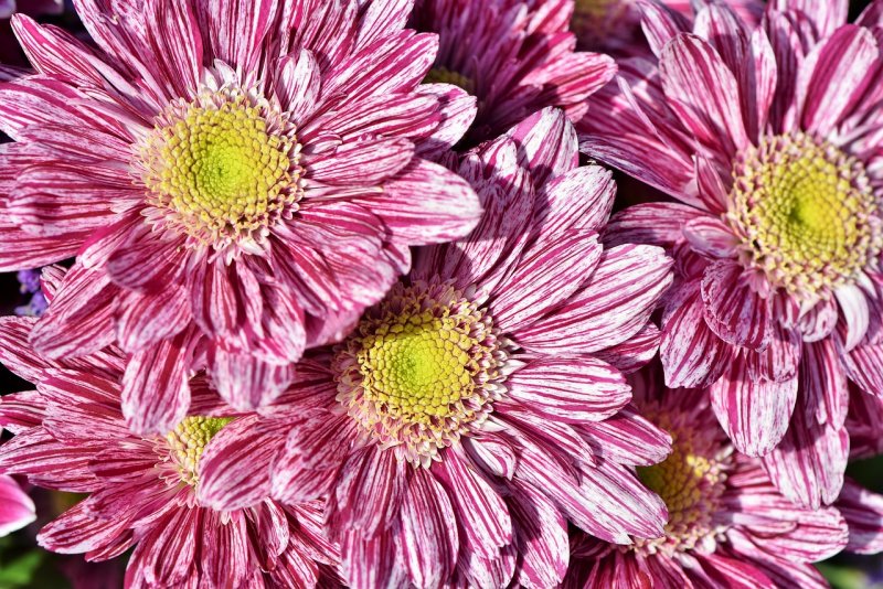Asteraceae (Астровые)