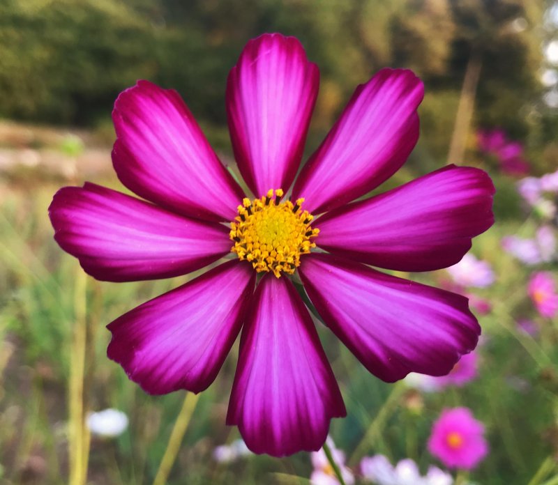 Asteraceae семейство