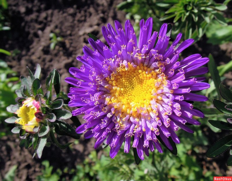 Asteraceae (Астровые)