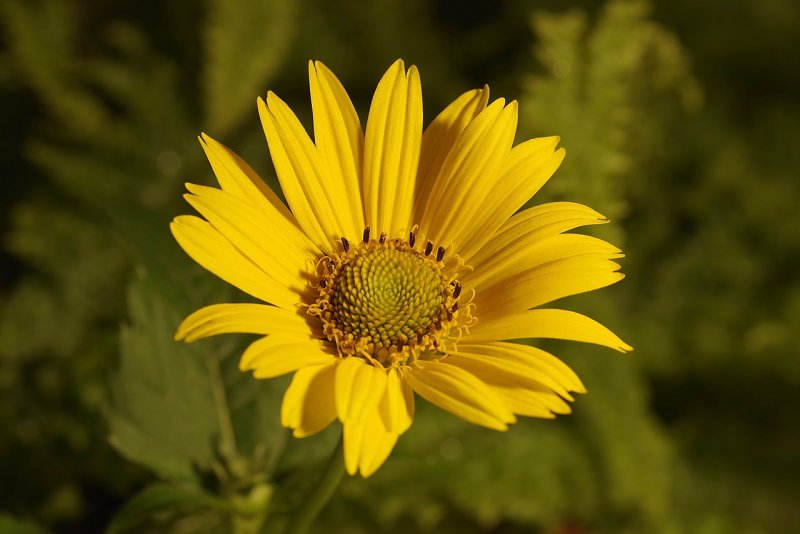 Asteraceae (Астровые)