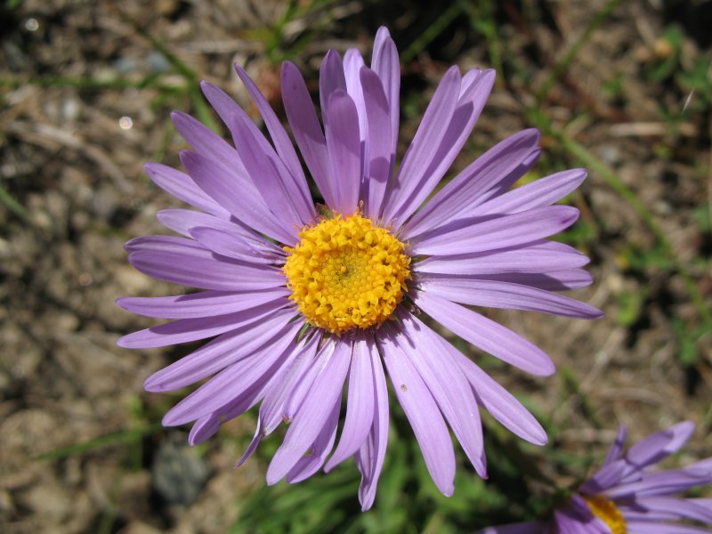 Asteraceae (Астровые)