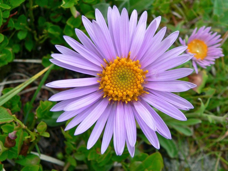 Астра Альпийская (Aster Alpinus) ‘Glory’