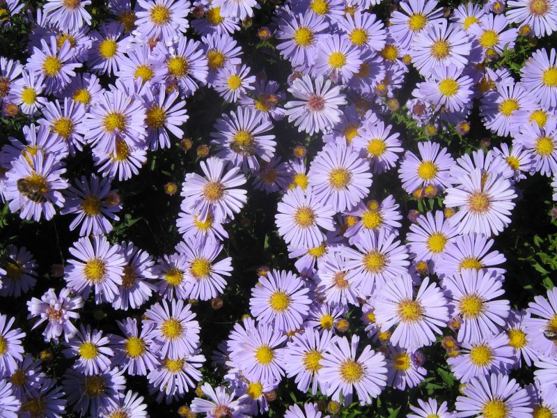 Астра итальянская (Aster amellus)
