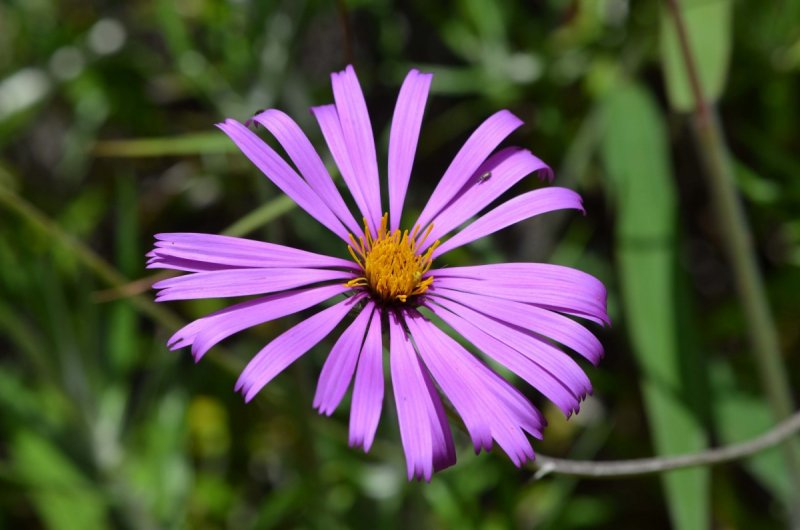 Asteraceae (Астровые)