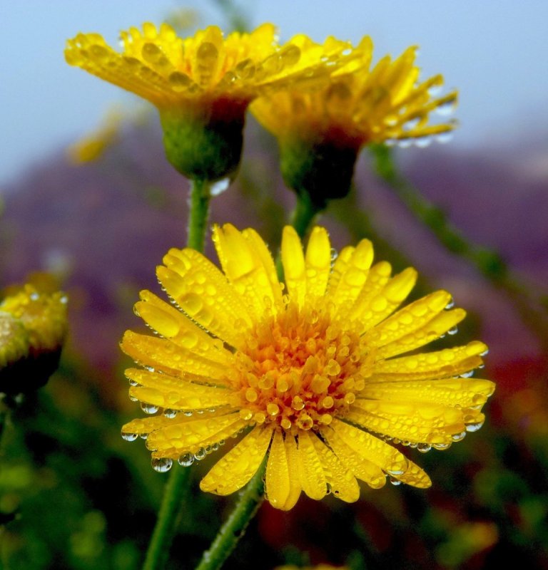 Michaelmas Daisy цветок