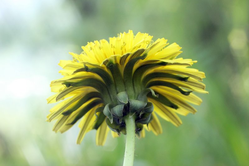 Asteraceae (Астровые)