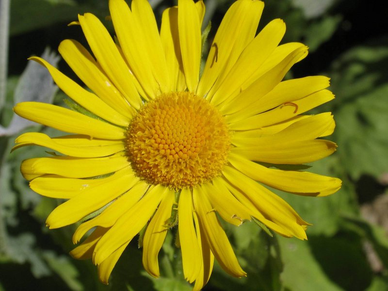 Asteraceae (Астровые)