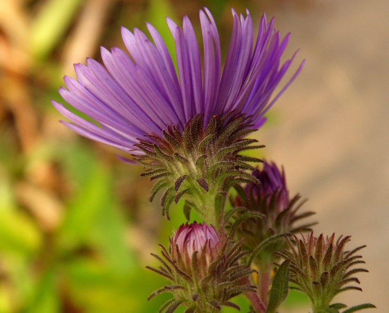 Aster coloradoensis