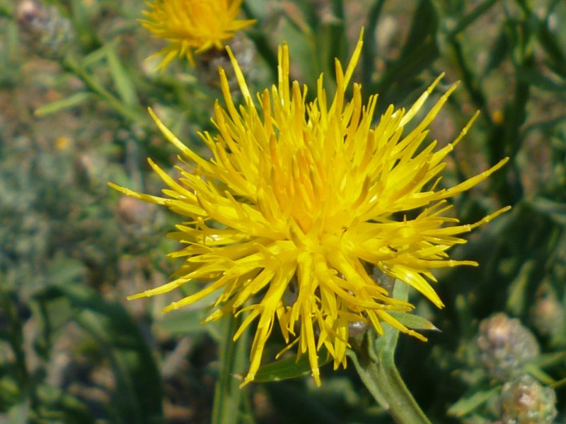 Астра итальянская (Aster amellus)