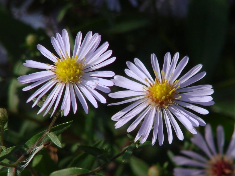 Asteraceae (Астровые)