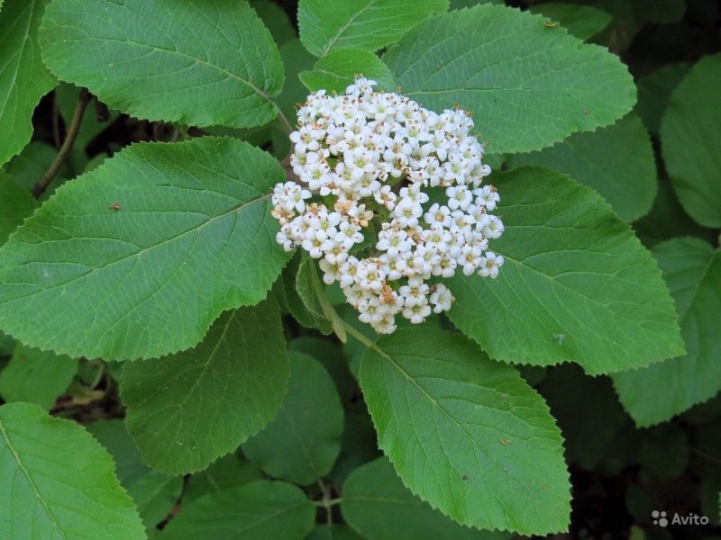 Калина гордовина Viburnum Lantana