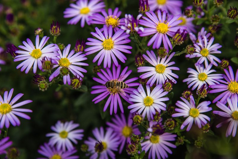 Compositae = Asteraceae, Тип Aster;