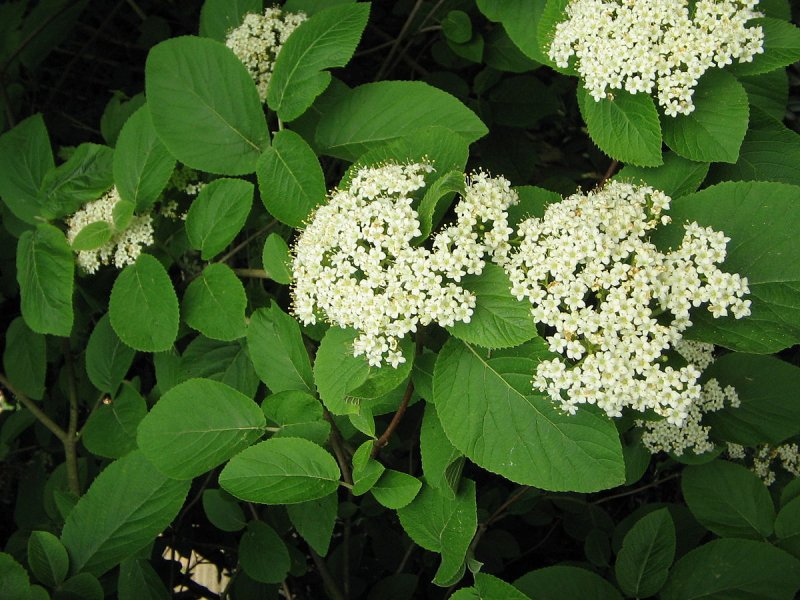 Калина гордовина Viburnum Lantana