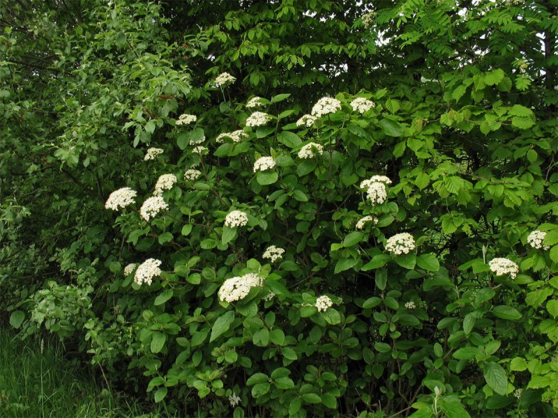 Калина гордовина Viburnum Lantana