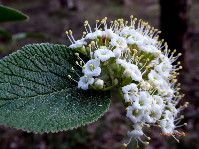 Калина морщинистая Viburnum