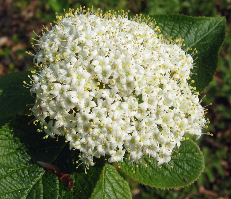 Калина гордовина Viburnum Lantana